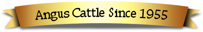 Angus Cattle Since 1955