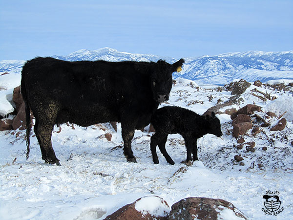 Where are your bulls born and raised?